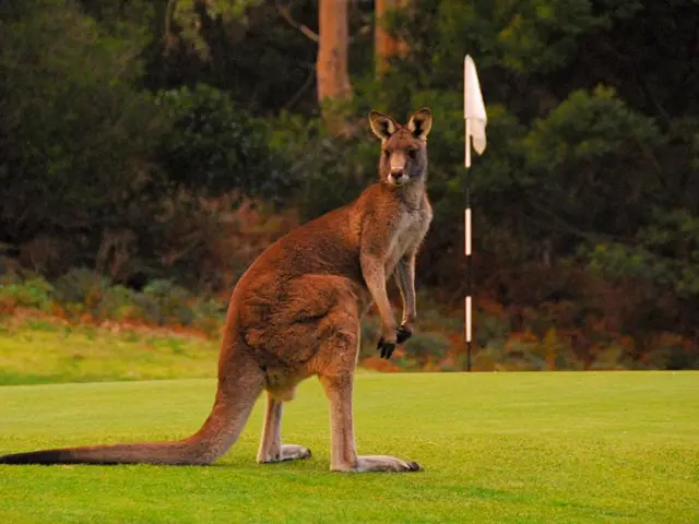 In this picture I can see there is a kangaroo and it has a long tail. There is some grass on the...