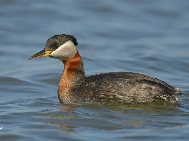 In this image I can see mallard. There is water and in the bottom left corner there is a watermark.