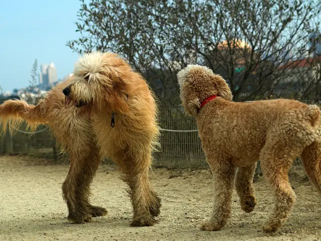 In this image we can see dogs standing on the ground, grill, trees, buildings and sky.
