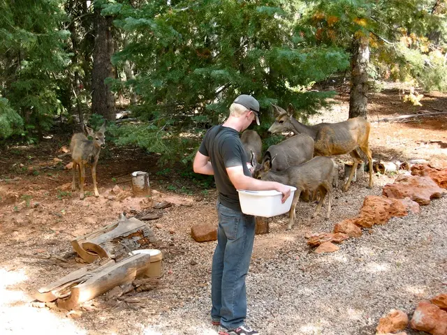 In this image in front there is a person holding the basket. Behind him there are deers. In the...