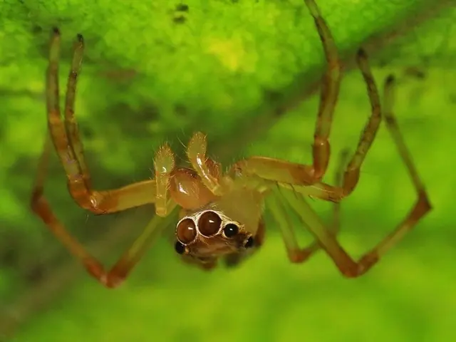In this image there is a spider on the object which is green in colour.