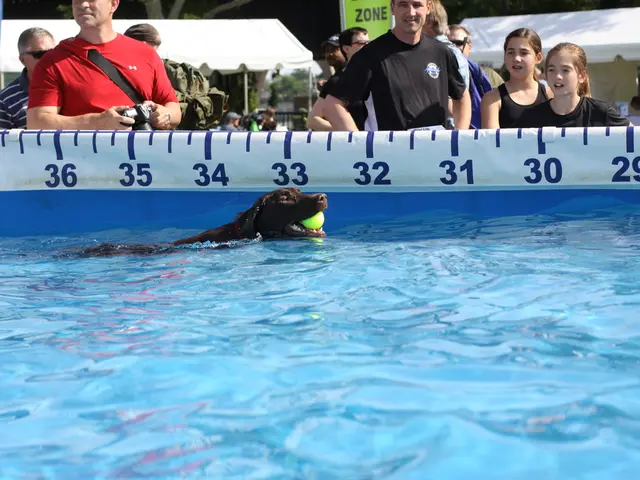 In the foreground of this picture, there is a dog holding a ball in its mouth in the swimming pool....