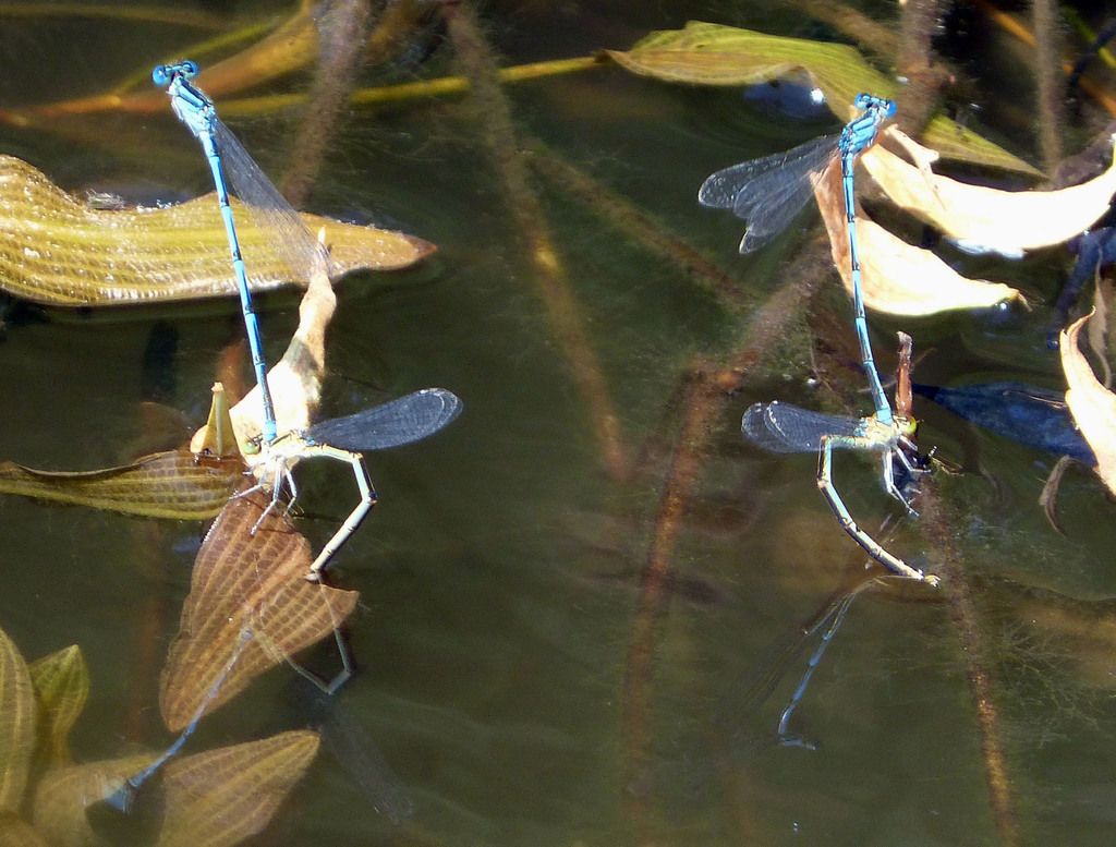 Atypical Wetland Expansion Techniques Found