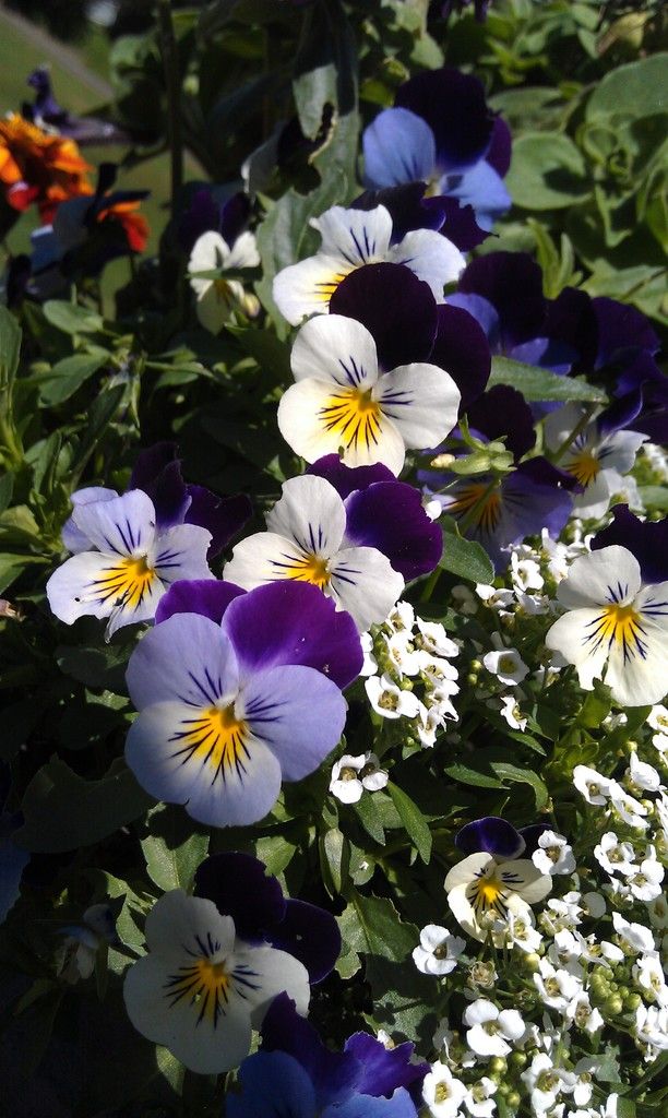 Growing and Cultivating Campanula Bellflowers: Comprehensive Care Tips and Instructions for...